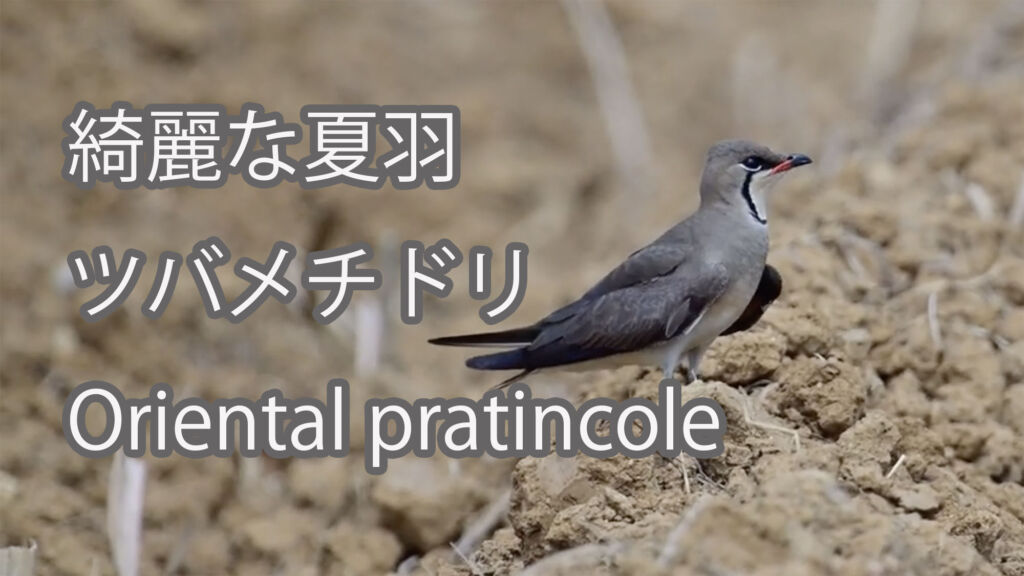 【綺麗な夏羽】ツバメチドリ Oriental pratincole