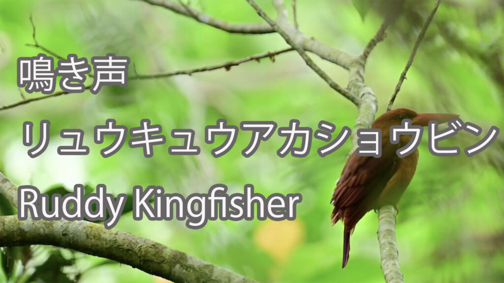【鳴き声】リュウキュウアカショウビン Ruddy Kingfisher