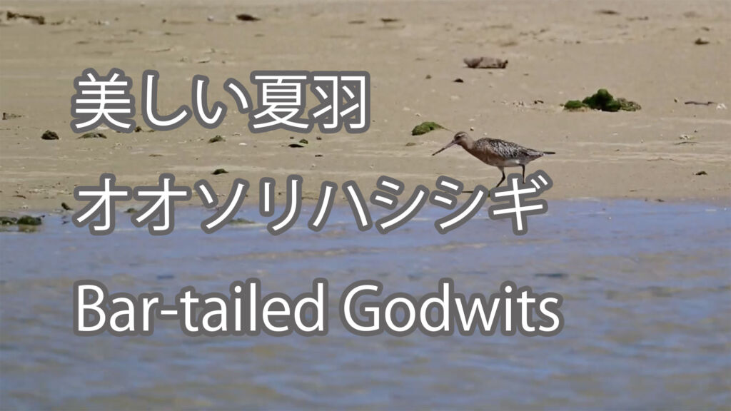 【美しい夏羽】オオソリハシシギ Bar-tailed Godwits