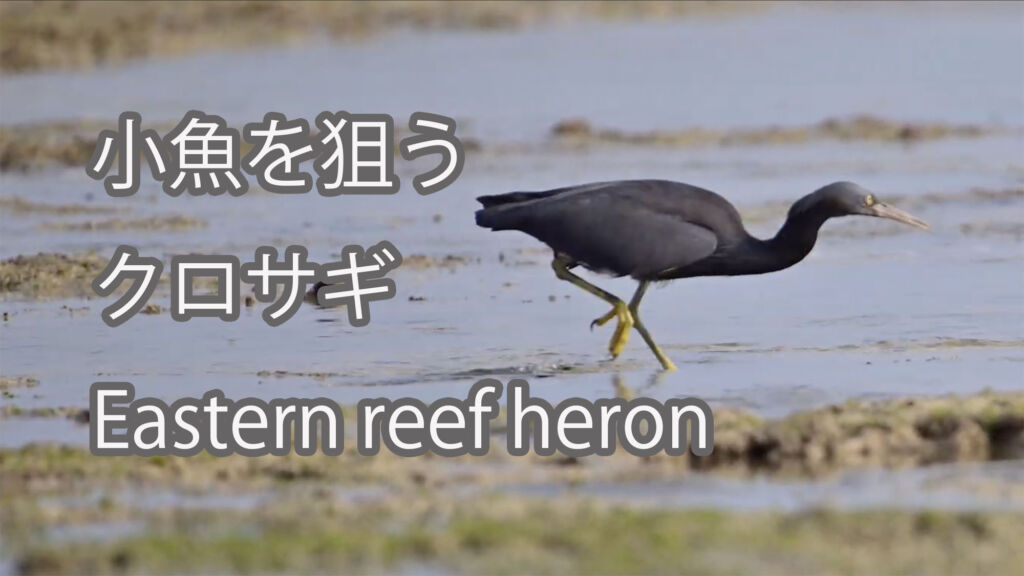 【小魚を狙う】クロサギ Eastern reef heron