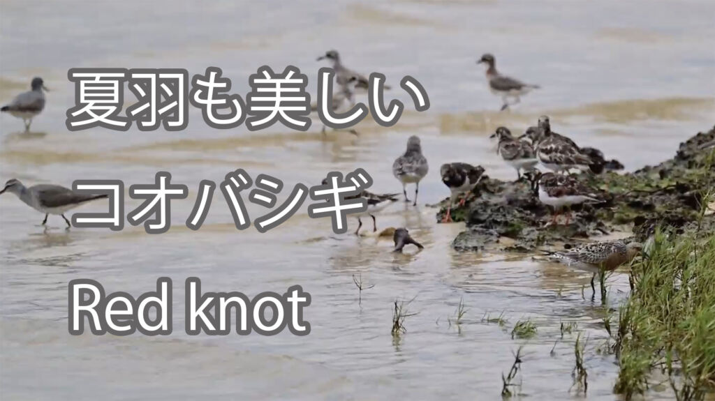 【夏羽も美しい】コオバシギ Red knot