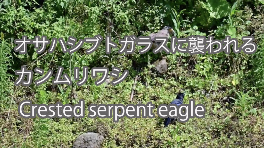 【オサハシブトガラスに襲われる】カンムリワシ Crested serpent eagle