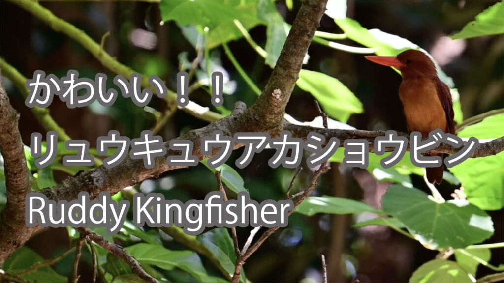 【かわいい！！】リュウキュウアカショウビン Ruddy Kingfisher