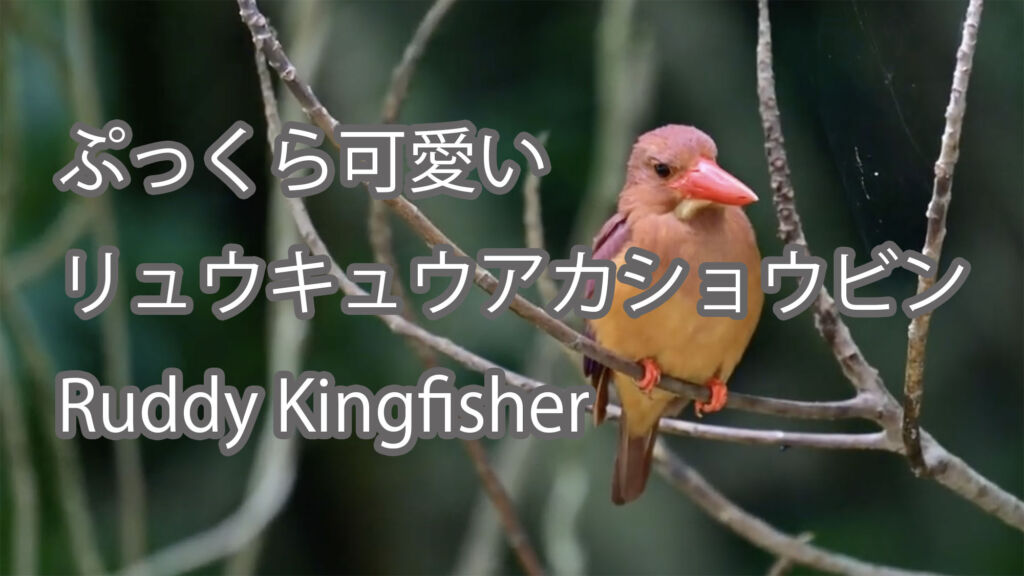 【ぷっくら可愛い】リュウキュウアカショウビン Ruddy Kingfisher