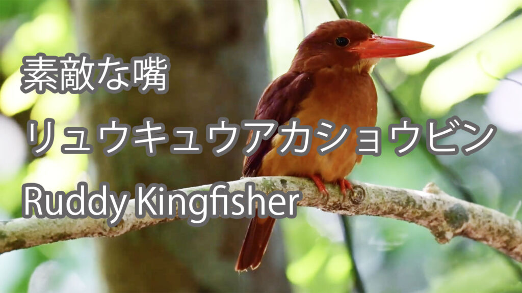 【素敵な嘴】リュウキュウアカショウビン Ruddy Kingfisher