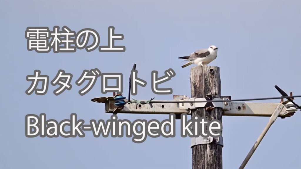 【電柱の上】カタグロトビ Black-winged kite