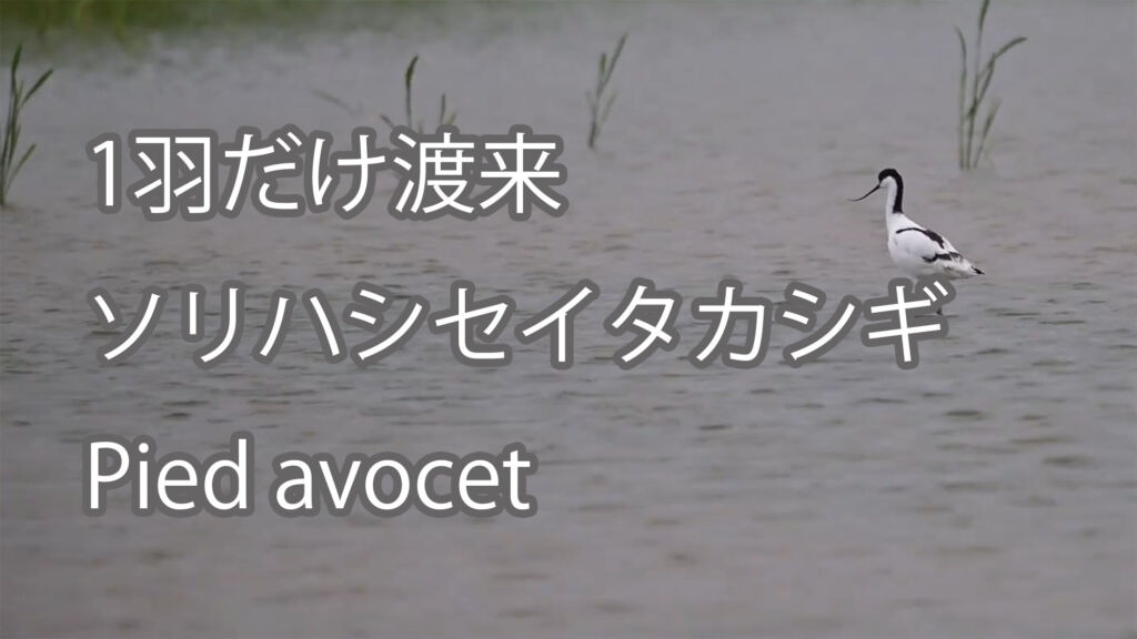 【1羽だけ渡来】ソリハシセイタカシギ Pied avocet