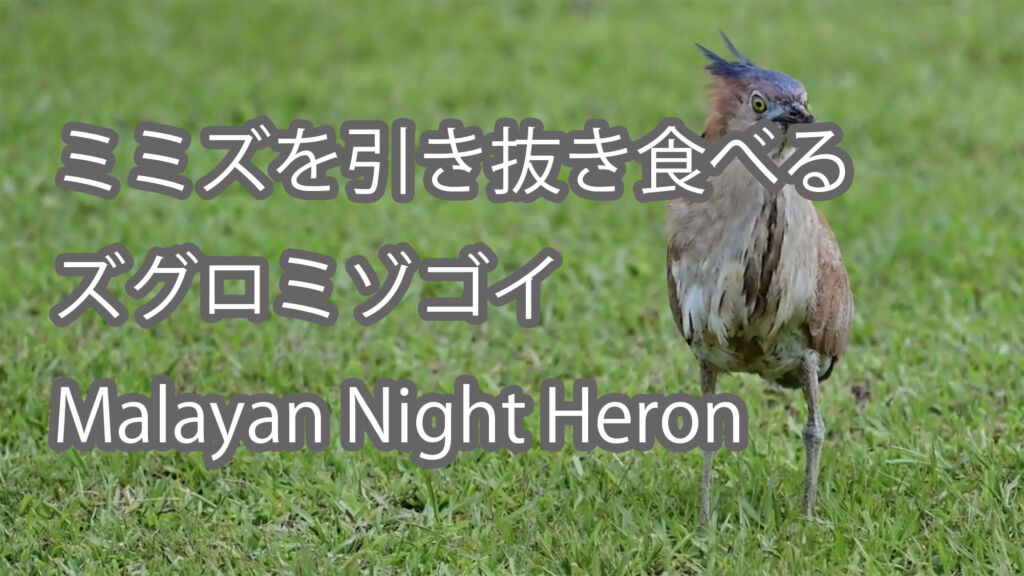 【ミミズを引き抜き食べる】ズグロミゾゴイ Malayan Night Heron