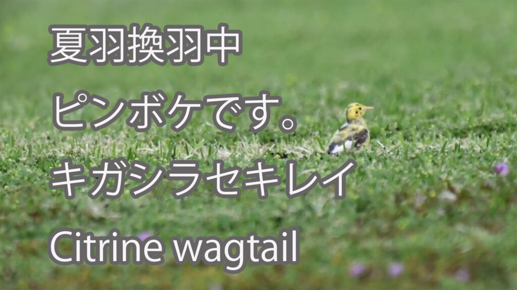 【夏羽換羽中、ピンボケです。】キガシラセキレイ Citrine wagtail