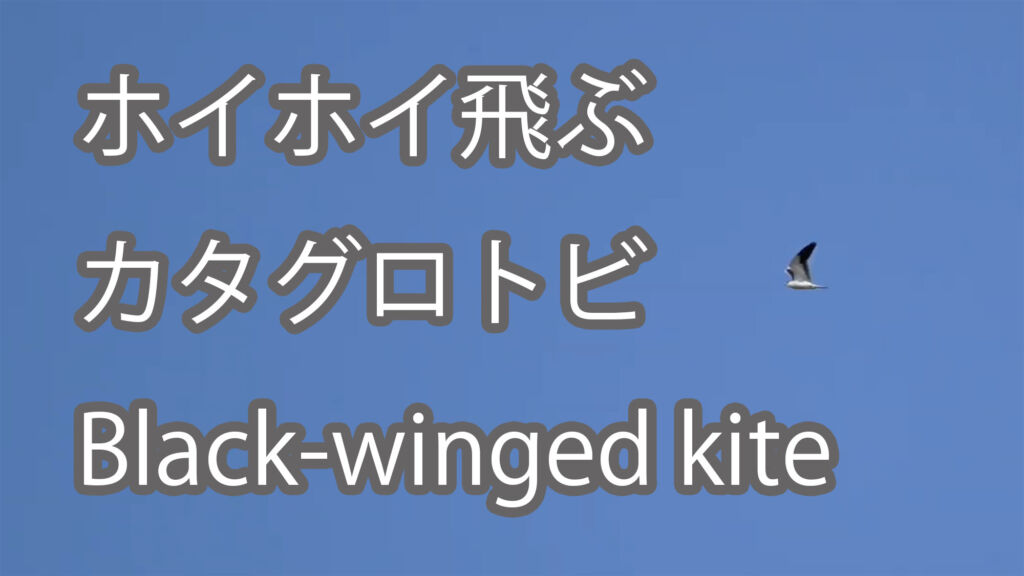 【ホイホイ飛ぶ】カタグロトビ Black-winged kite