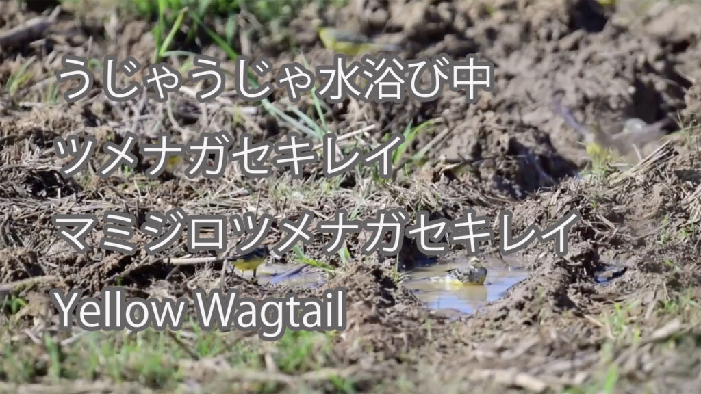 【うじゃうじゃ水浴び中】ツメナガセキレイとマミジロツメナガセキレイ Yellow Wagtail