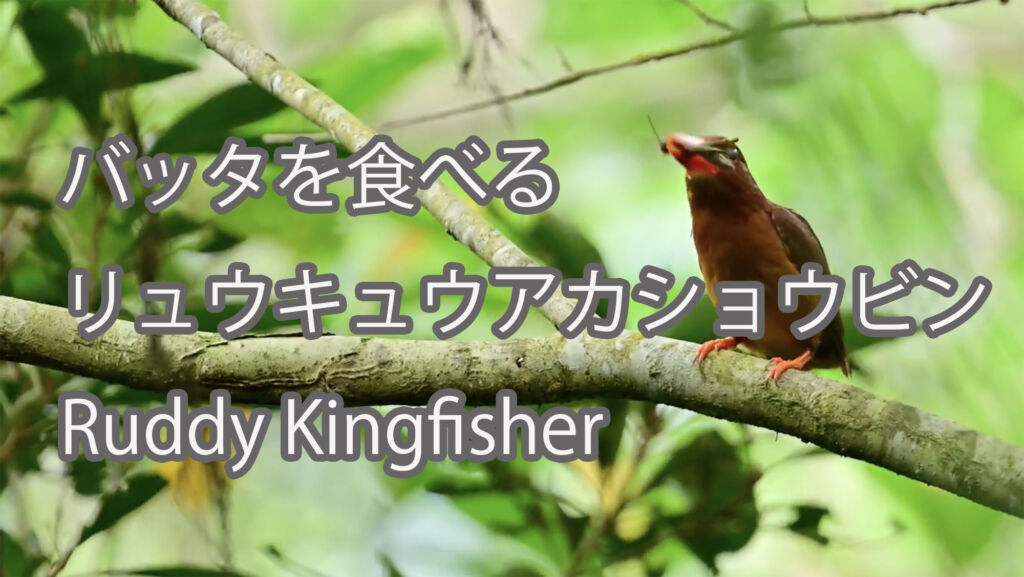 【バッタを食べる】リュウキュウアカショウビン Ruddy Kingfisher