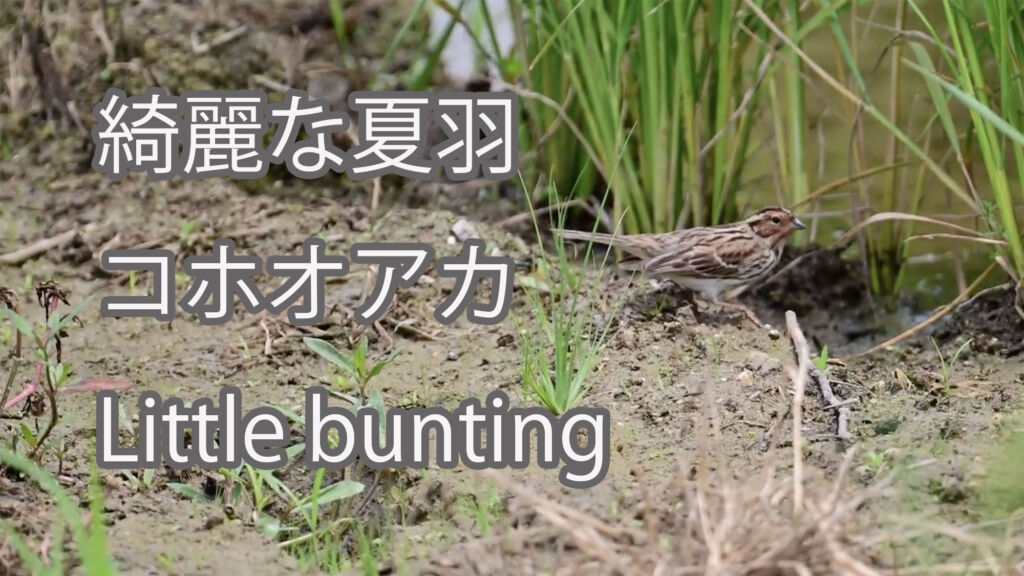 【綺麗な夏羽】コホオアカ Little bunting