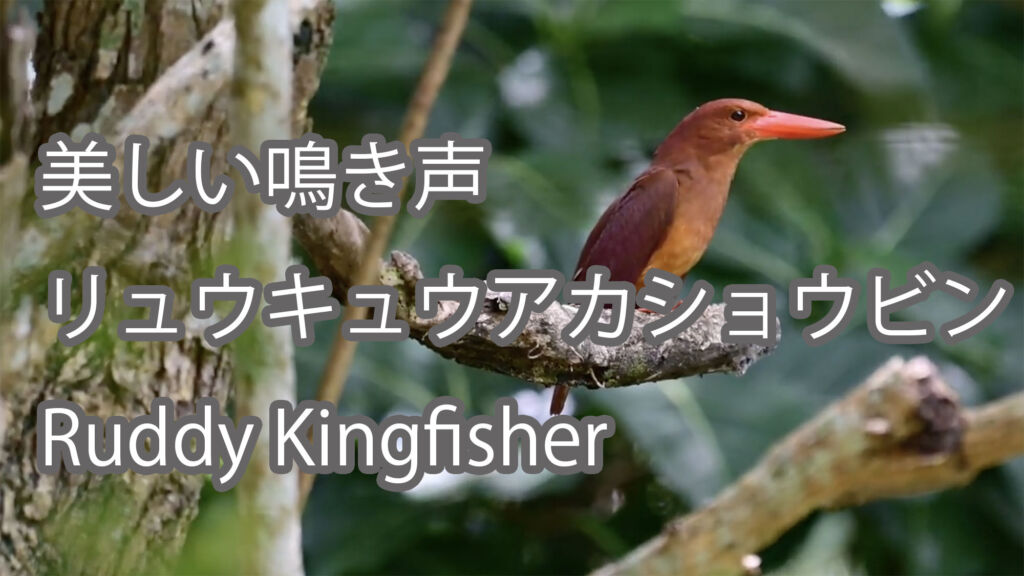 【美しい鳴き声】リュウキュウアカショウビン Ruddy Kingfisher