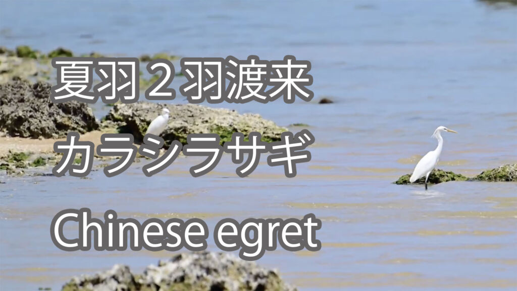 【夏羽２羽渡来】カラシラサギ Chinese egret