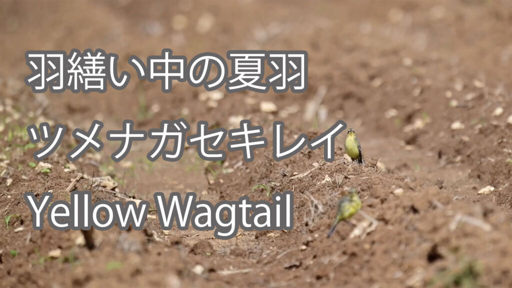 【羽繕い中の夏羽】ツメナガセキレイ  Yellow Wagtail