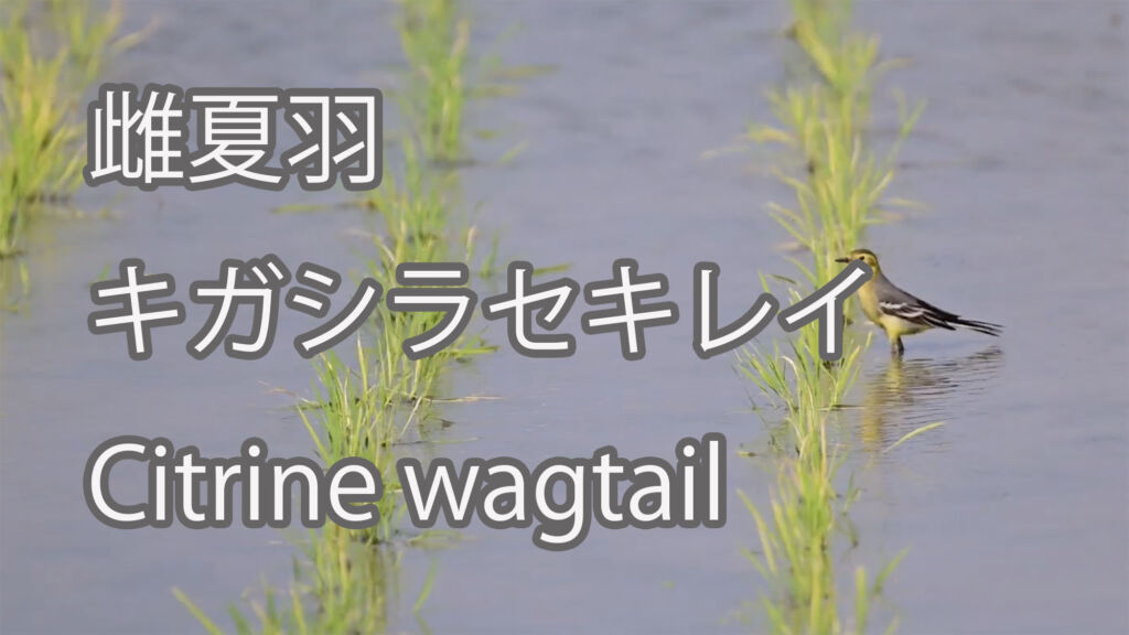 【雌夏羽】キガシラセキレイ Citrine wagtail