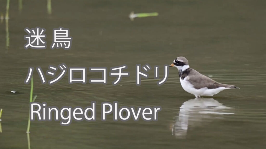 【迷鳥】ハジロコチドリ Ringed Plover