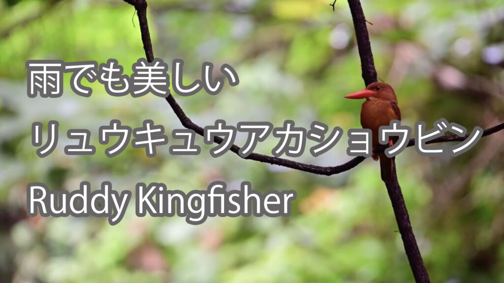 【雨でも美しい】リュウキュウアカショウビン Ruddy Kingfisher