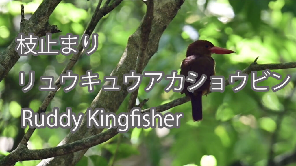 【枝止まり】リュウキュウアカショウビン Ruddy Kingfisher
