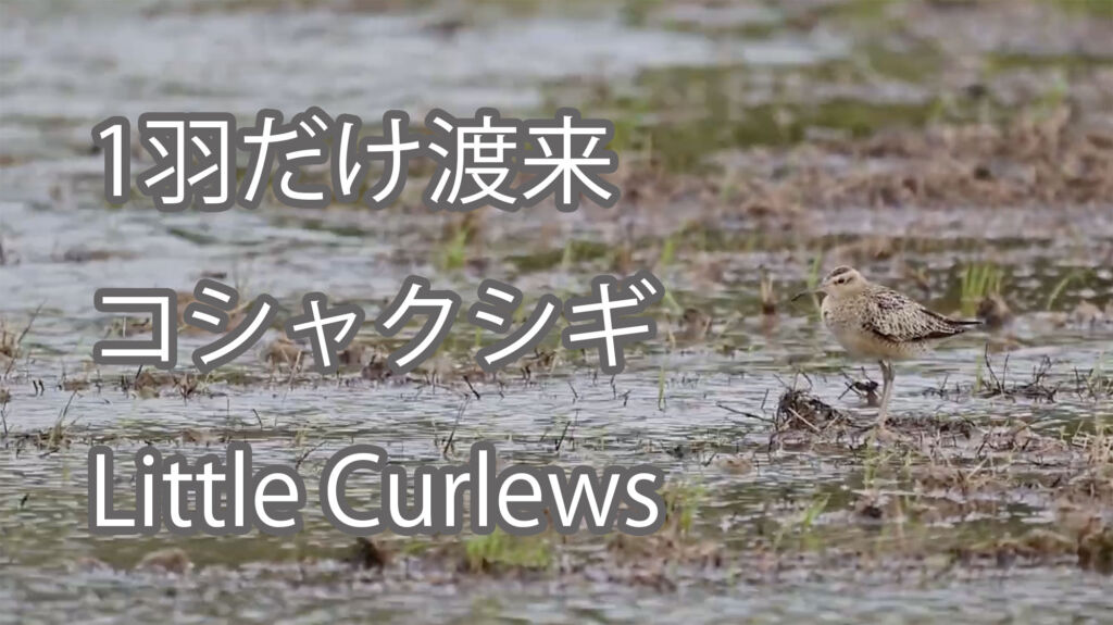 【1羽だけ渡来】コシャクシギ Little Curlews