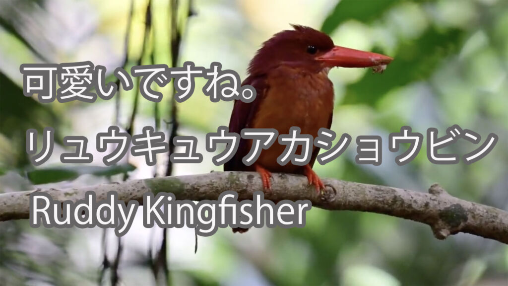 【可愛い】リュウキュウアカショウビン Ruddy Kingfisher