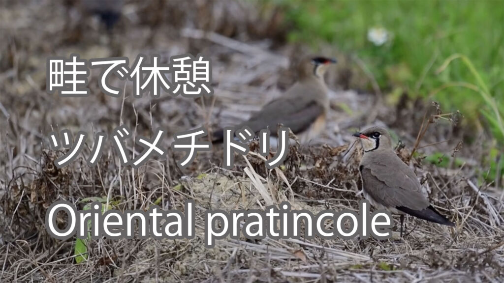 【畦で休憩】ツバメチドリ Oriental pratincole
