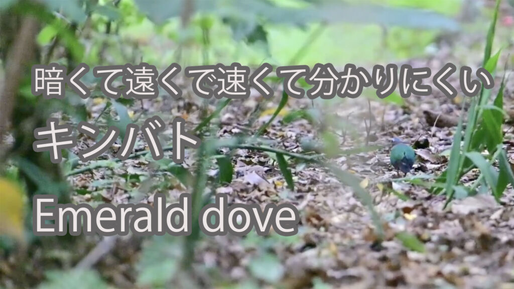 【暗くて遠くで速くて分かりにくい】キンバト Emerald dove