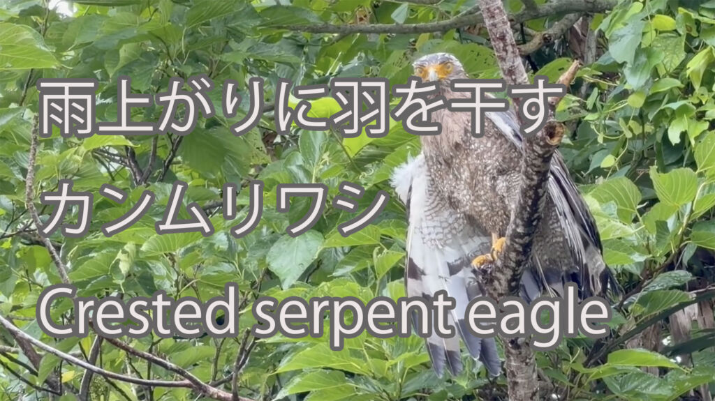【雨上がりに羽を干す】カンムリワシ Crested serpent eagle