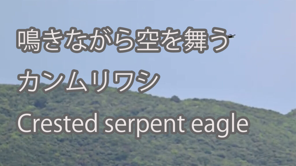 【鳴きながら空を舞う】カンムリワシ Crested serpent eagle