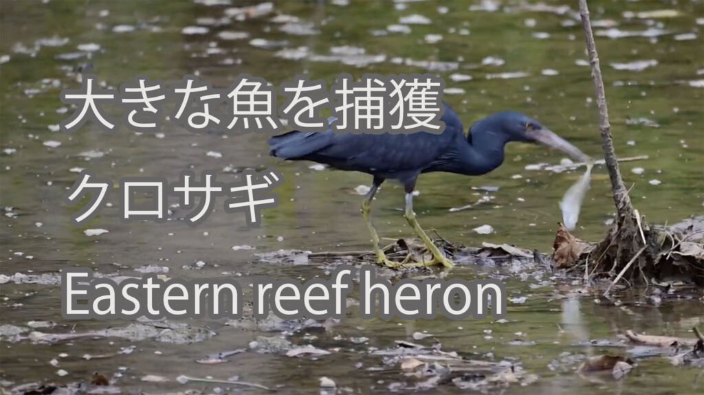 【大きな魚を捕獲】クロサギ Eastern reef heron