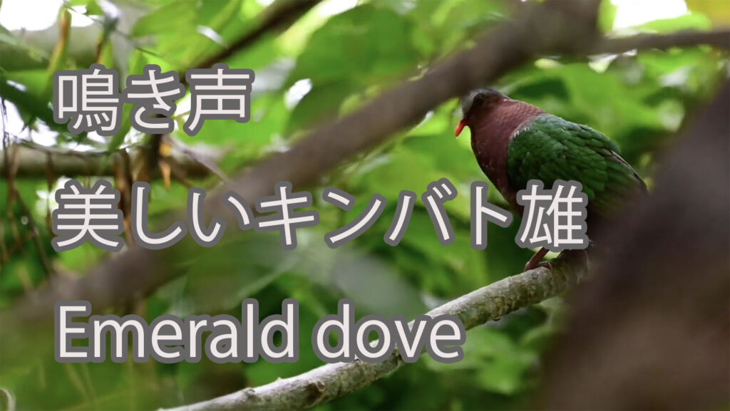 【鳴き声】美しいキンバト雄 Emerald dove