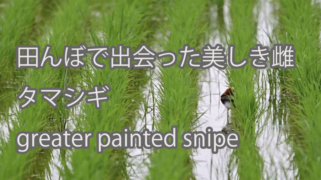【田んぼで出会った美しき雌】タマシギ greater painted snipe