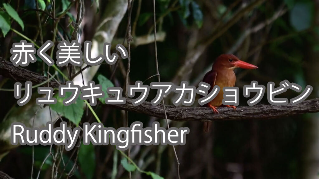 【赤く美しい】リュウキュウアカショウビン Ruddy Kingfisher