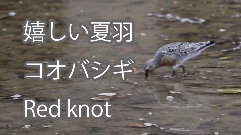 【嬉しい夏羽】コオバシギ Red knot