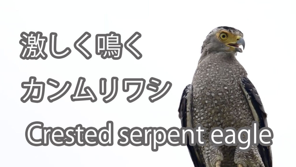 【激しく鳴く】カンムリワシ Crested serpent eagle