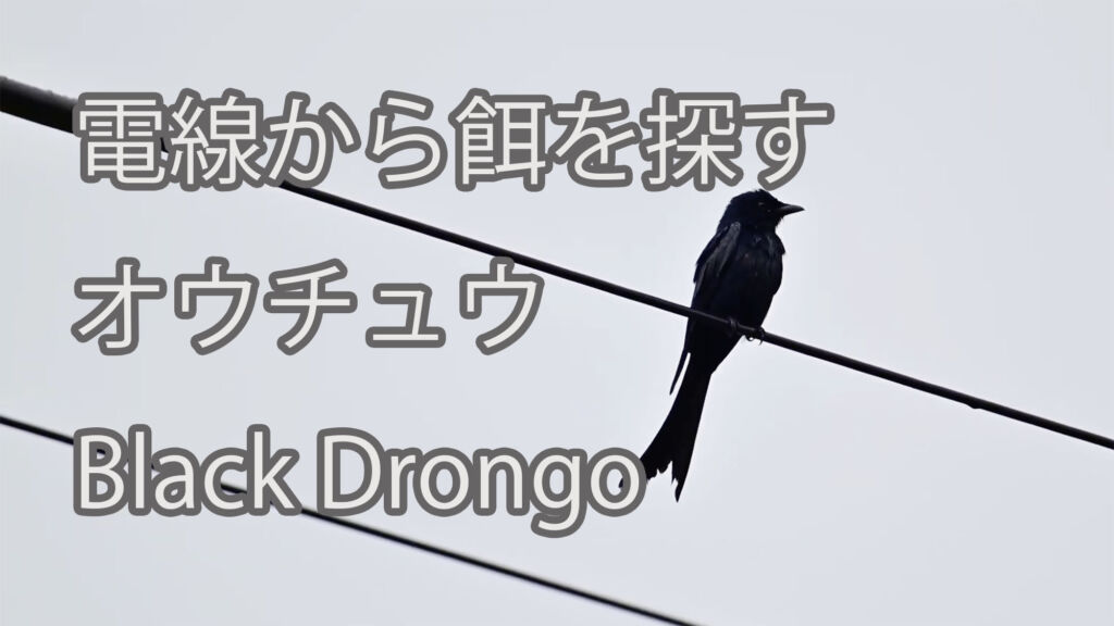 【電線から餌を探す】オウチュウ Black Drongo