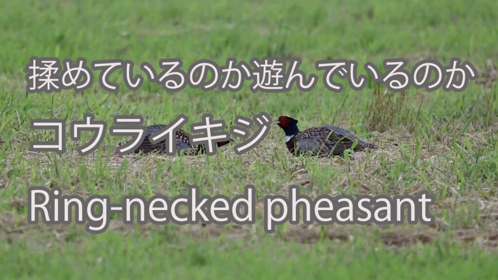 【揉めているのか遊んでいるのか】コウライキジ Ring-necked pheasant