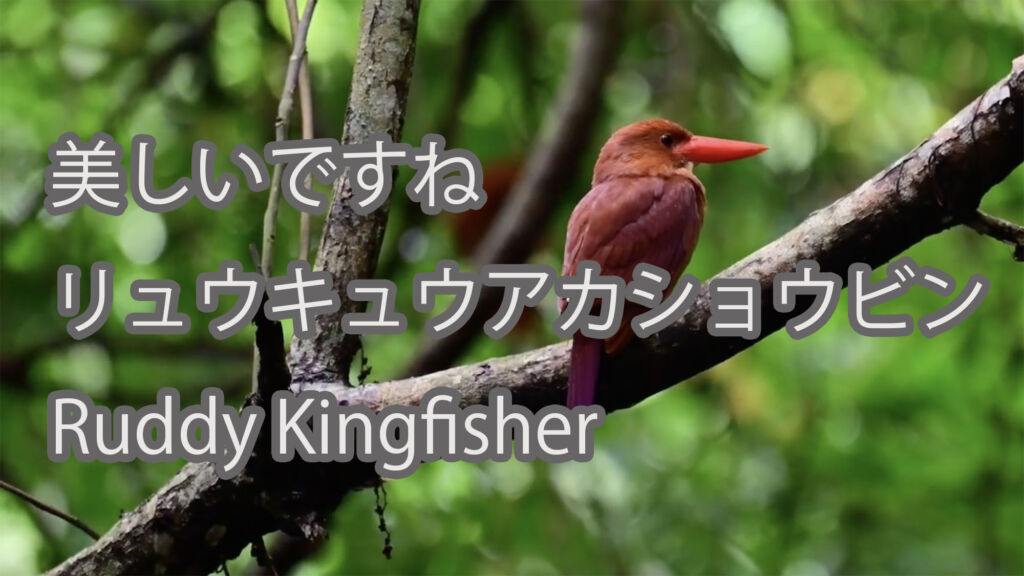 【美しいですね】リュウキュウアカショウビン Ruddy Kingfisher