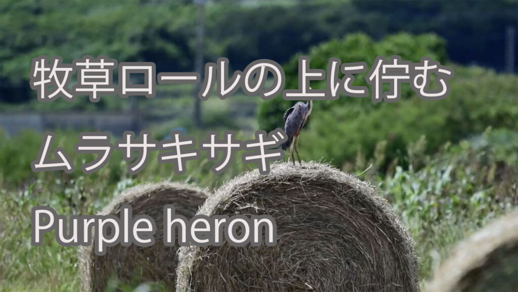 【牧草ロールの上に佇む】ムラサキサギ Purple heron