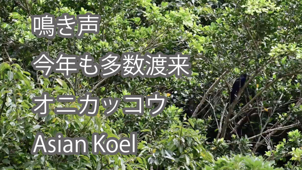 【鳴き声、今年も多数渡来】オニカッコウ Asian Koel