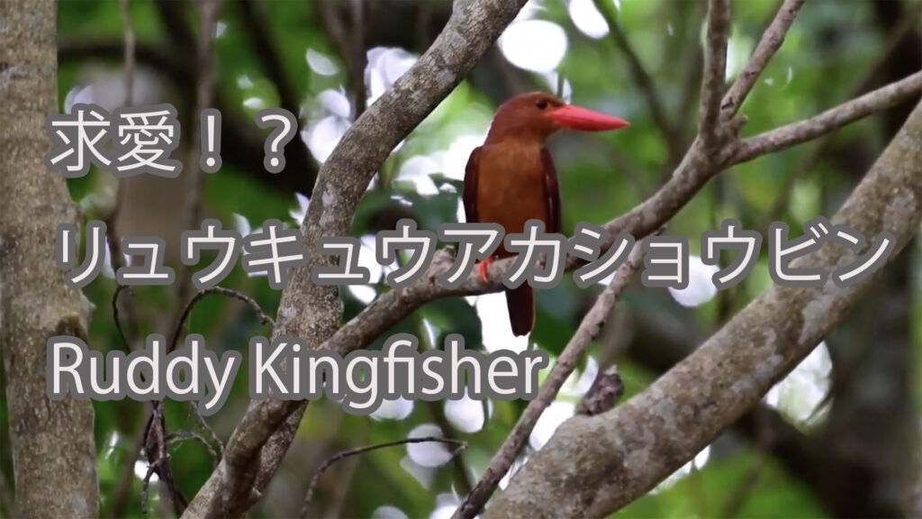 【求愛！？】リュウキュウアカショウビン Ruddy Kingfisher