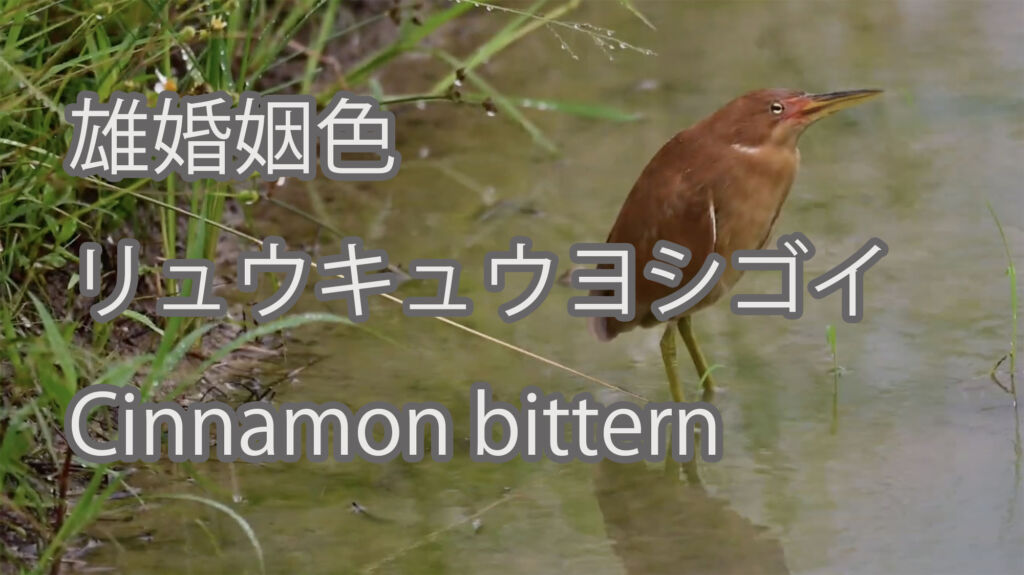 【雄婚姻色】リュウキュウヨシゴイ Cinnamon bittern