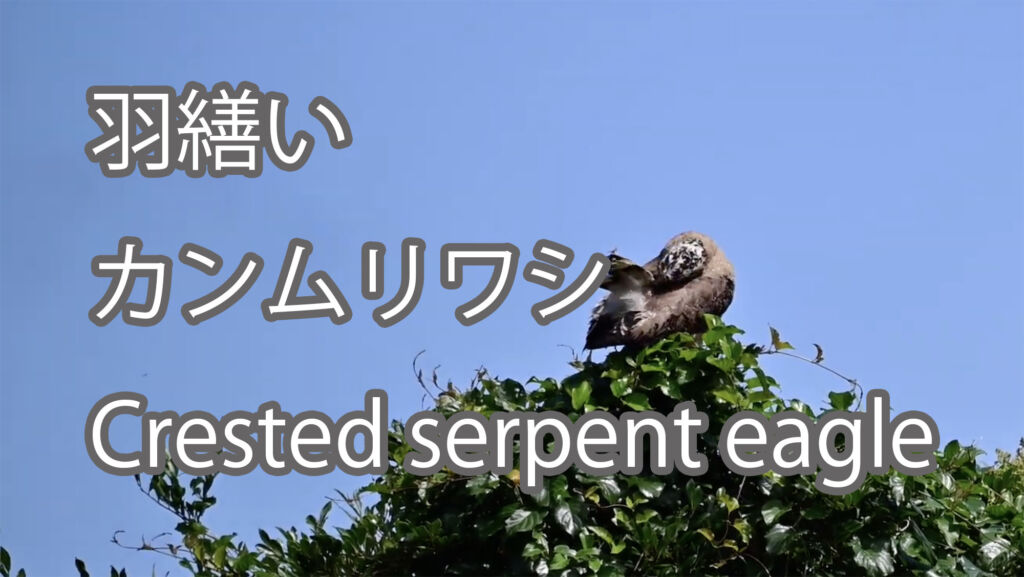 【羽繕い】カンムリワシ Crested serpent eagle