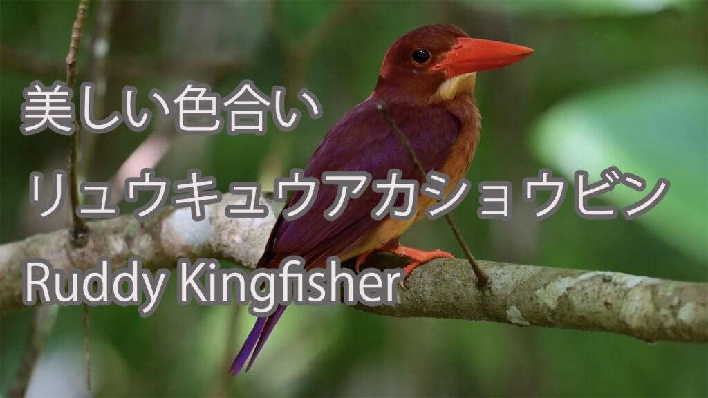 【美しい色合い】リュウキュウアカショウビン Ruddy Kingfisher
