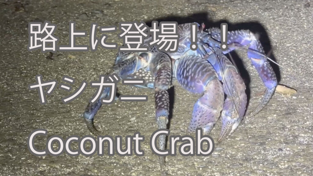 【路上に登場！！】ヤシガニ Coconut Crab