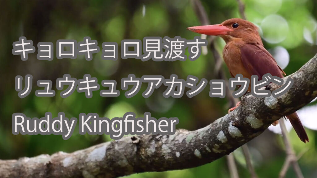 【キョロキョロ見渡す】リュウキュウアカショウビン Ruddy Kingfisher