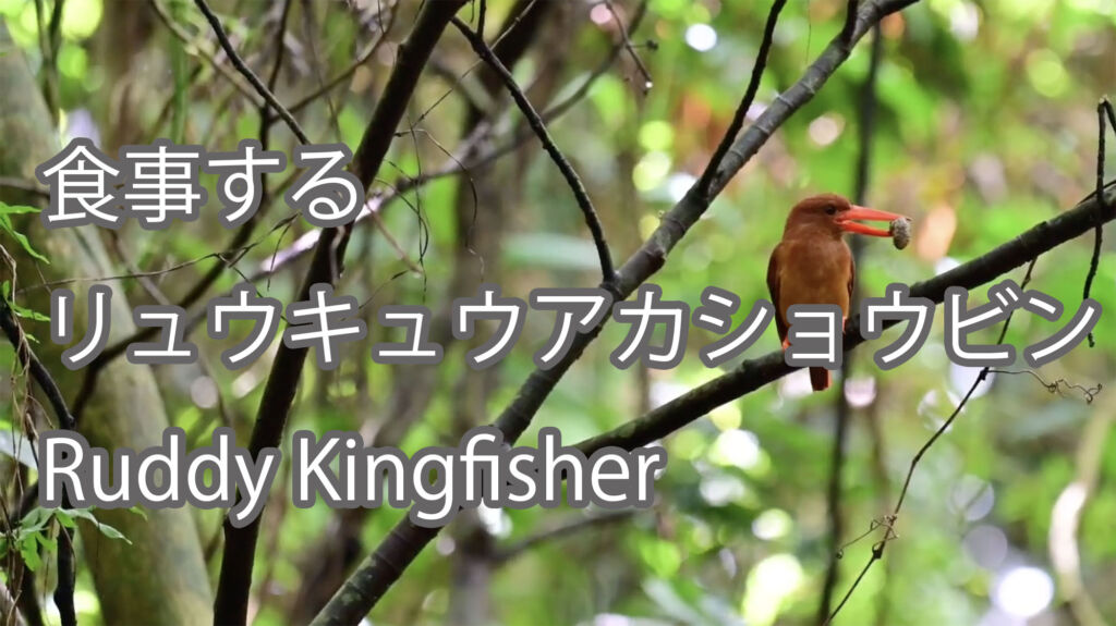 【食事する】リュウキュウアカショウビン Ruddy Kingfisher