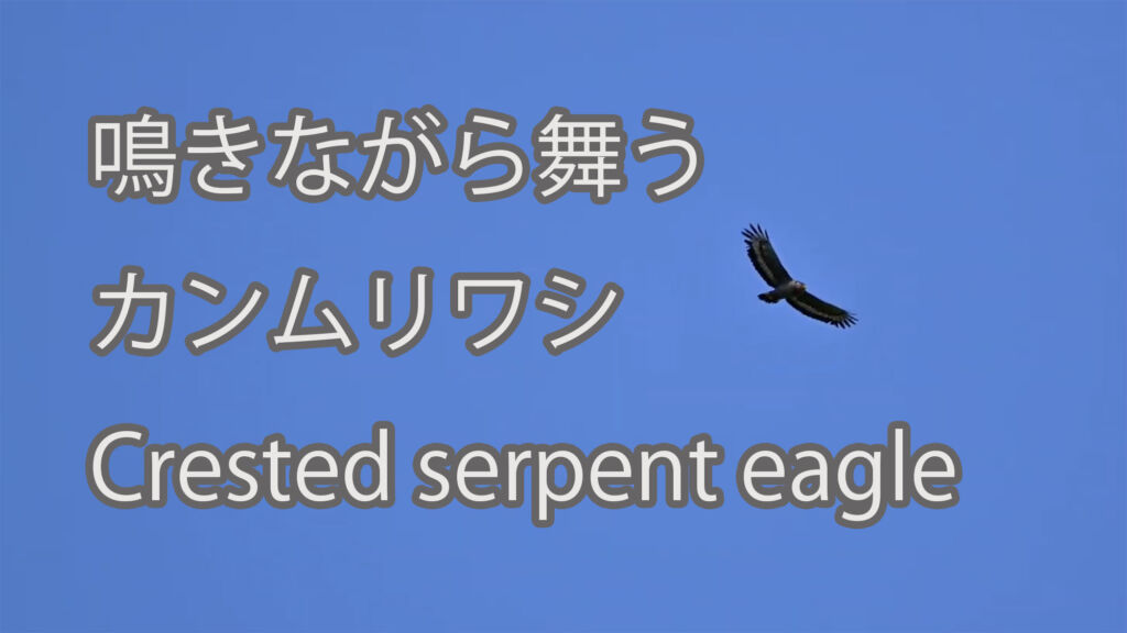 【鳴きながら舞う】カンムリワシ Crested serpent eagle