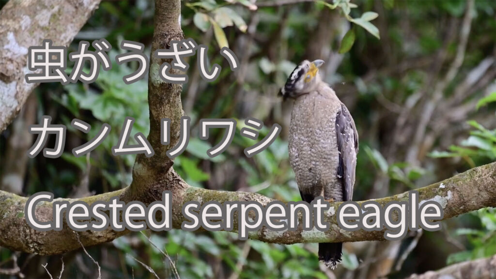 【虫がうざい】カンムリワシ Crested serpent eagle
